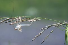 ...nur noch eine Hülle