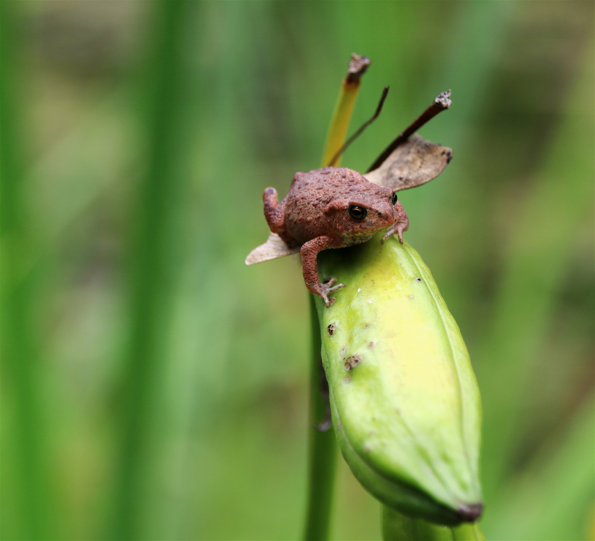 °*° Nur noch einen Sprung entfernt °*°