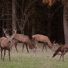 Nur noch geringe Hirsche stehen auf der Waldwiese