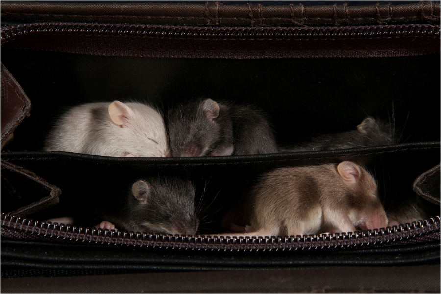 ... nur noch kleine Mäuse in der Tasche.