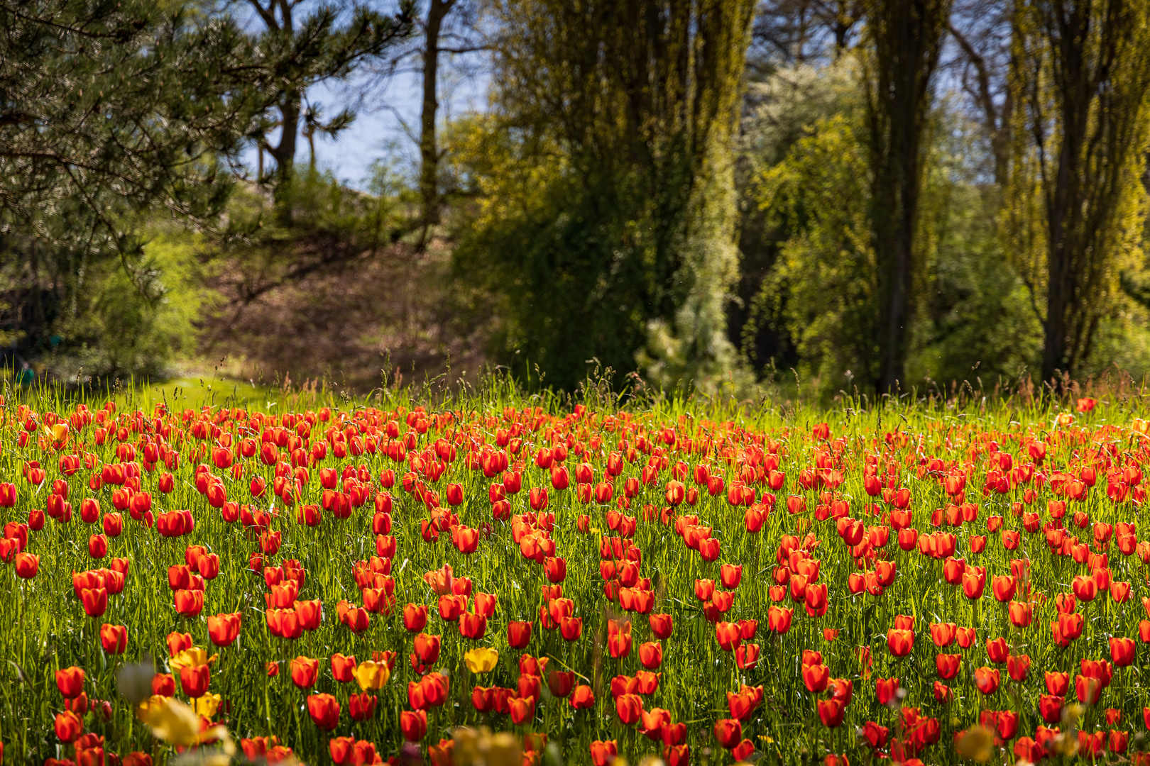 Nur noch Tulpen