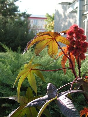 nur noch wenige Tage ...