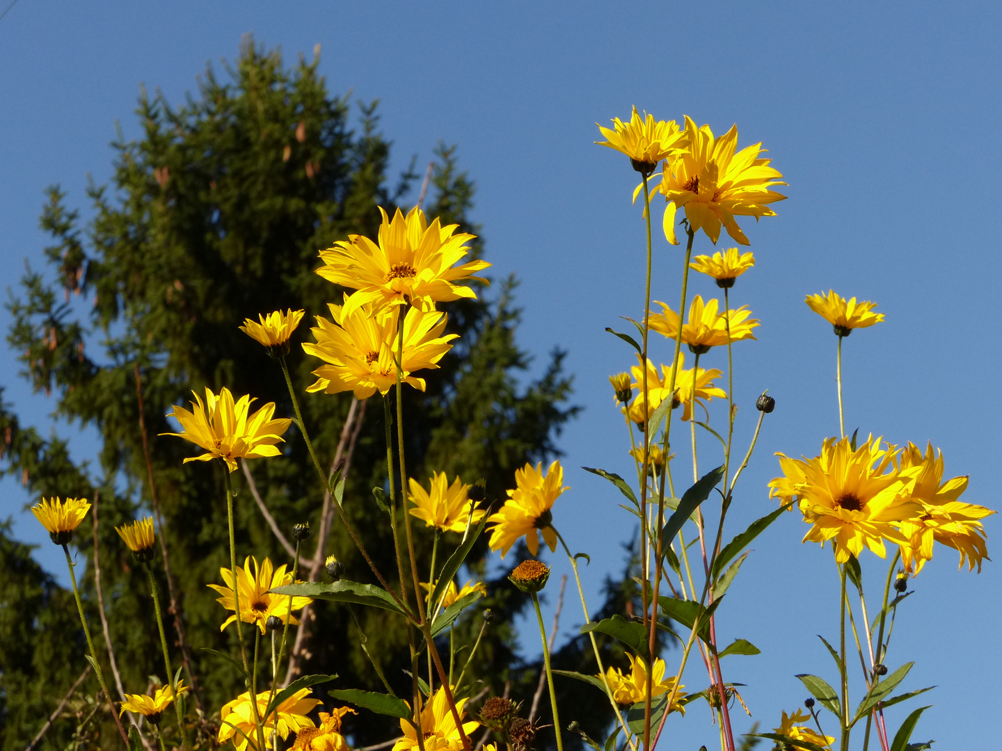 Nur noch wenige Tage bleiben den Blüten,