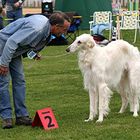 Nur Platz 2 .Du weißt was das heißt ! Eine Woche kein Lassie !!!