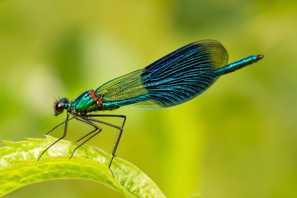 Nur Prachtlibellen Foto & Bild | tiere, wildlife, libellen Bilder auf ...