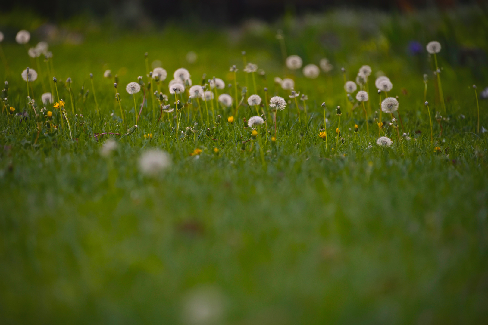 nur Pusteblumen