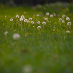 nur Pusteblumen