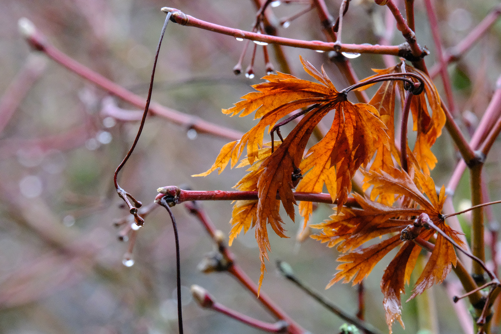 Nur Regen