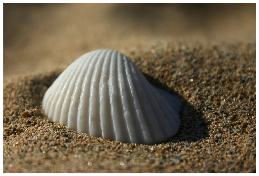 ...nur Sand und eine Muschel