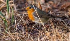 Nur schade, dass .......