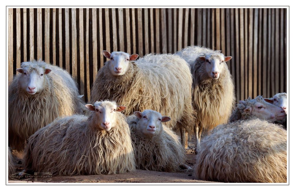 Nur Schafe - aber sehr interessiert, oder sogar neugierig?