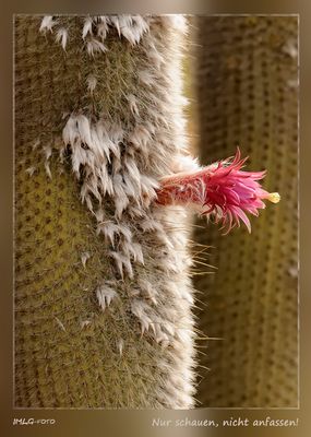 Nur schauen, nicht anfassen!