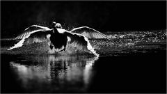 ... nur schnelle Flucht sinnvoll ...