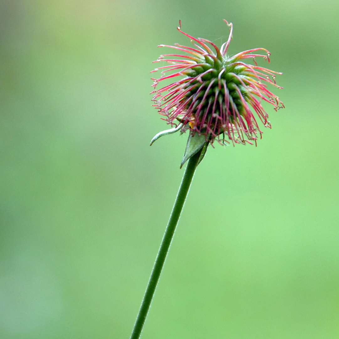 Nur schön - Die Echte Nelkenwurz (Geum urbanum)