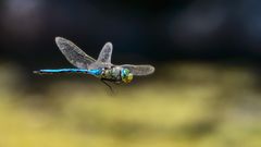 nur selber fliegen ist schöner