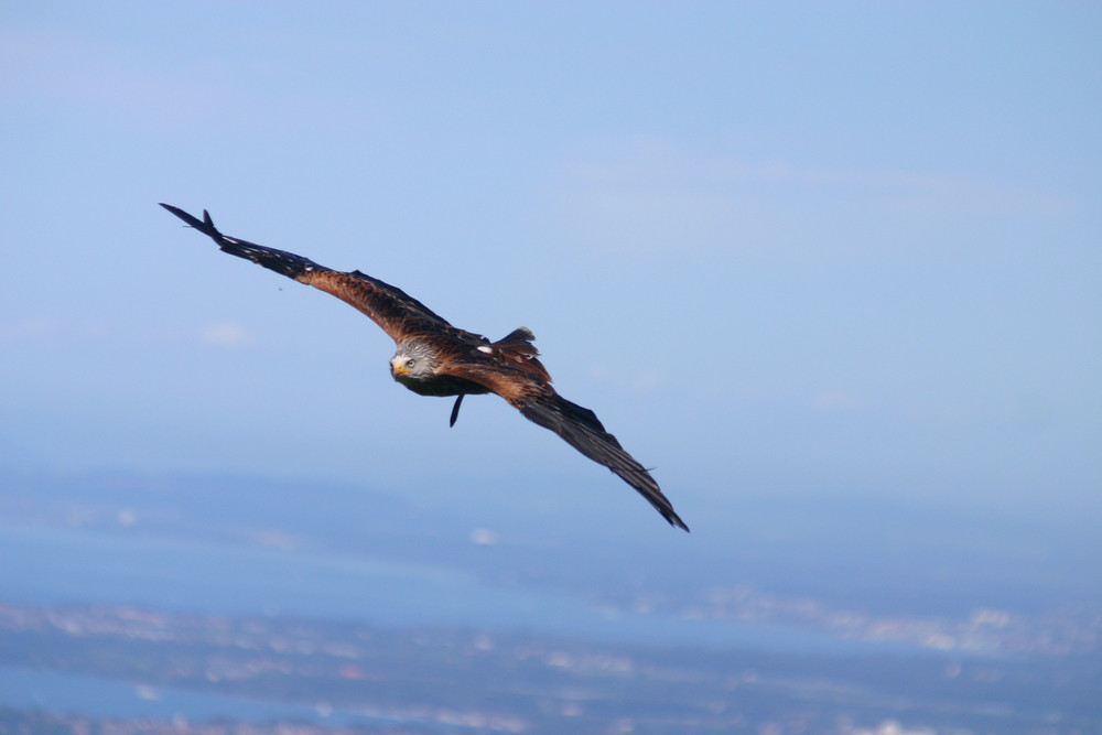 Nur selber FLIEGEN ist schöner