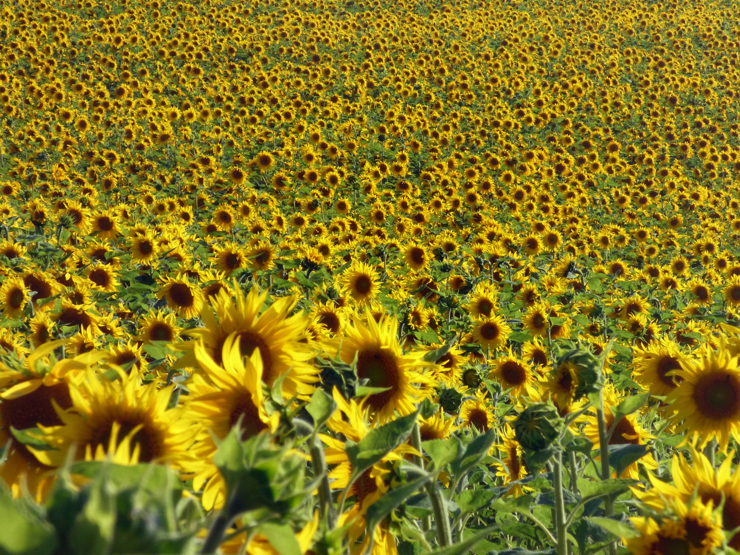 Nur Sonnenblumen