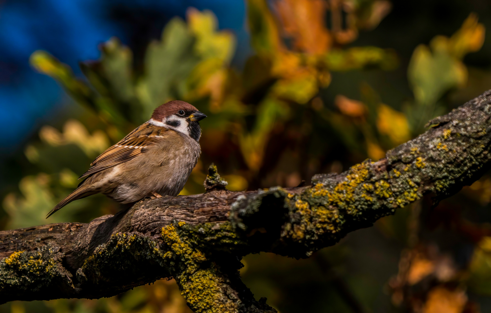 "NUR SPATZ HEUTE"