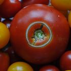 Nur Tomaten