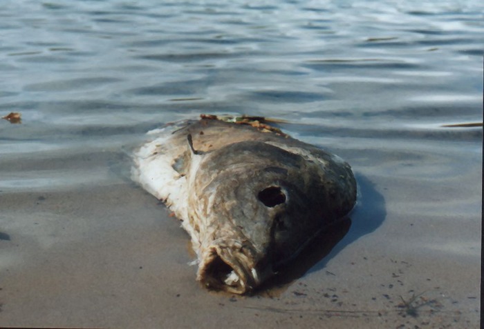 Nur tote Fische schwimmen mit dem Strom