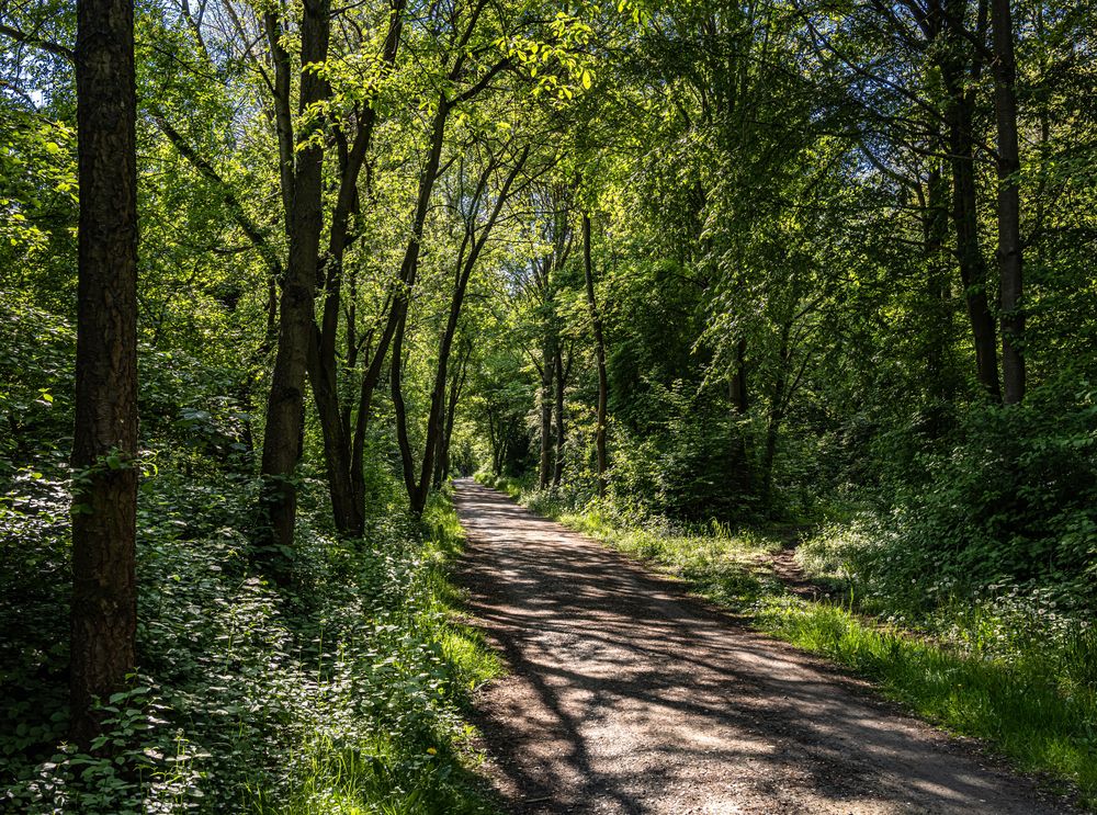 Nur Wald im Mai