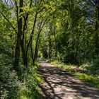 Nur Wald im Mai