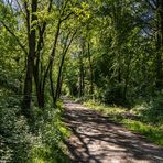 Nur Wald im Mai