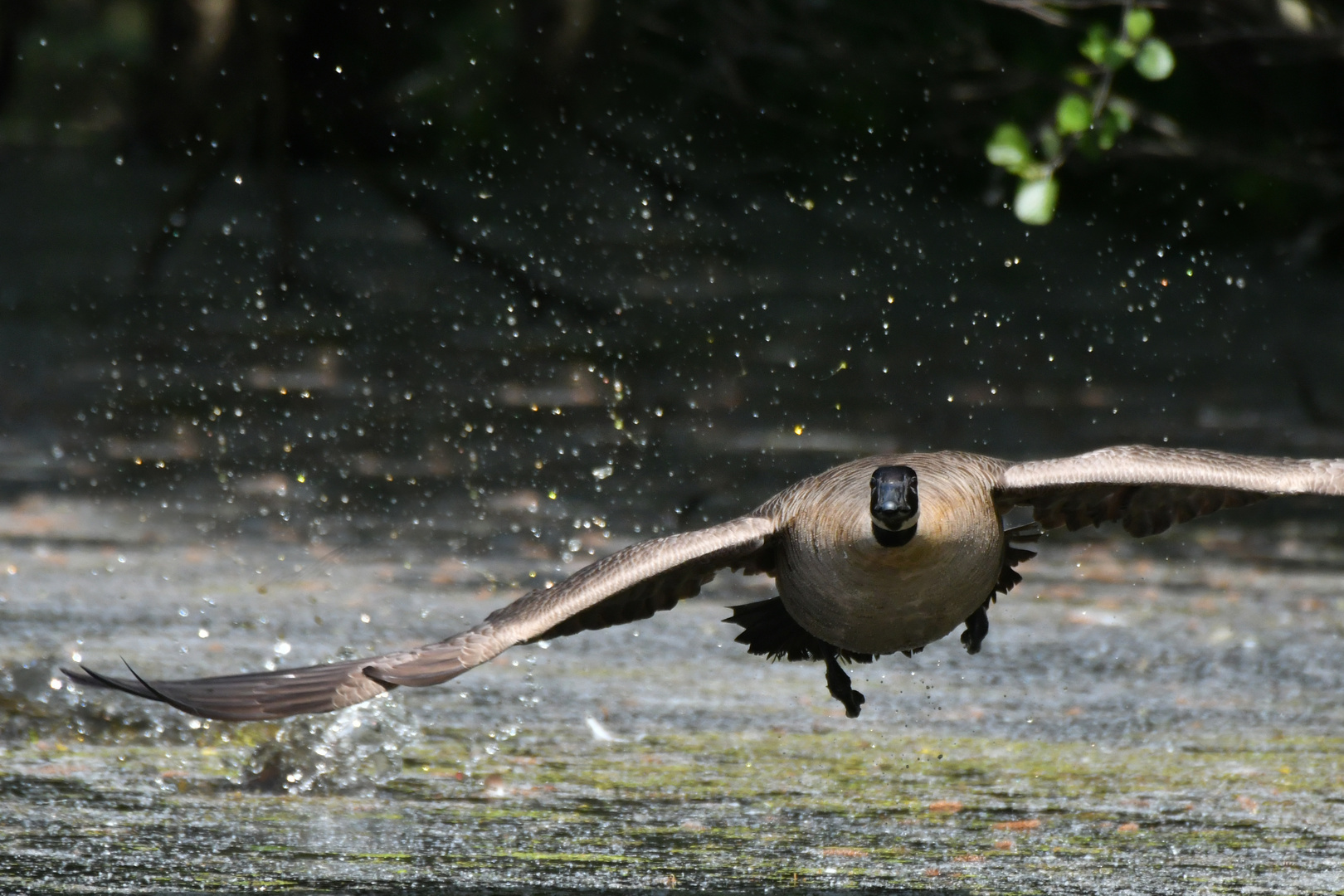 Nur weg hier - der Schwan kommt!