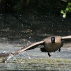 Nur weg hier - der Schwan kommt!