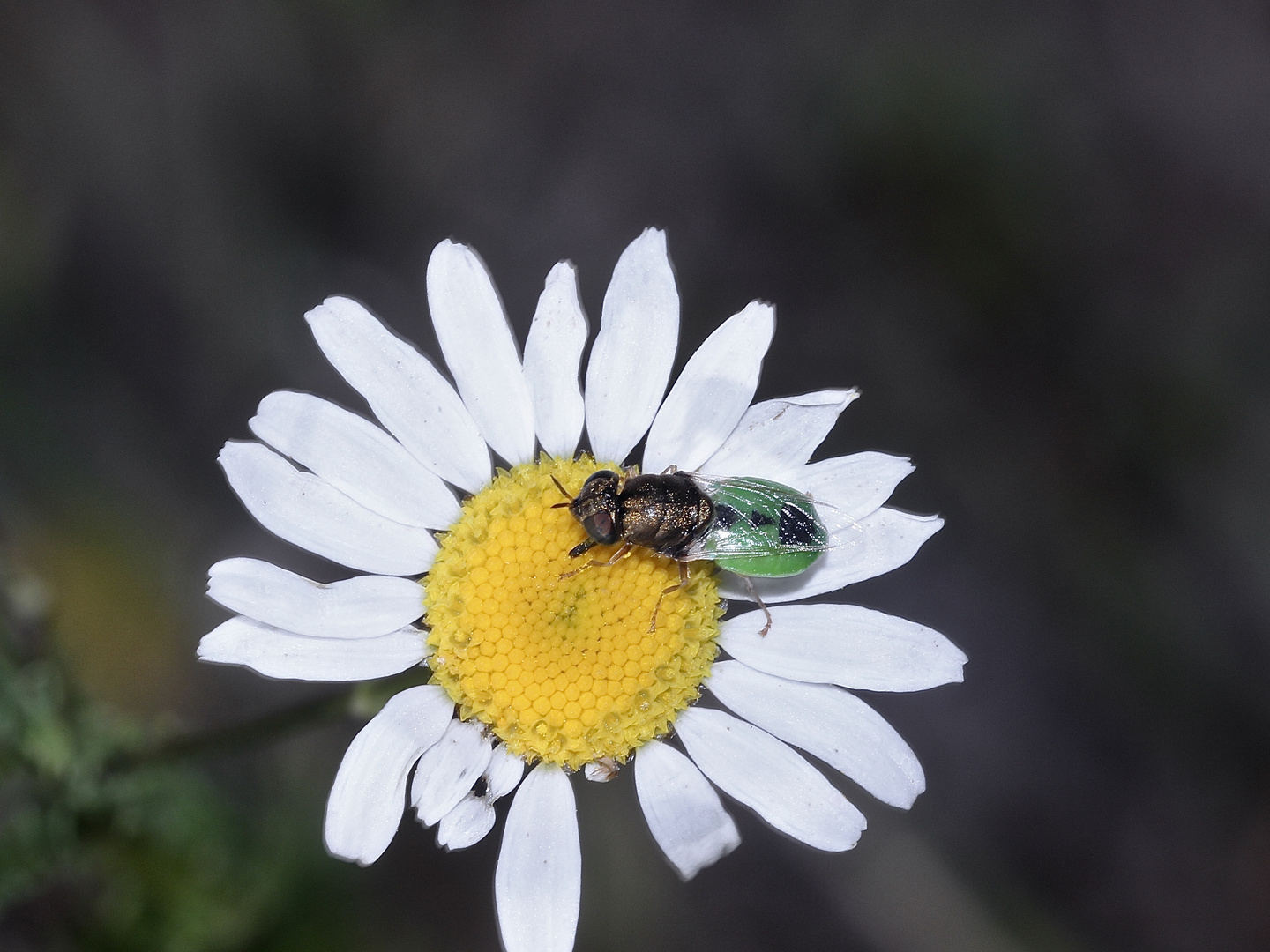 Nur wenige Insekten ...