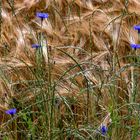 Nur wenige Kornblumen