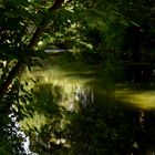 Nur wenige Lichtstrahlen durchdringen den dichten Wald...