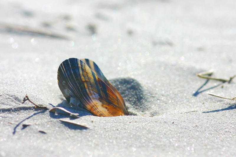 Nur wenige Muscheln haben Perlen