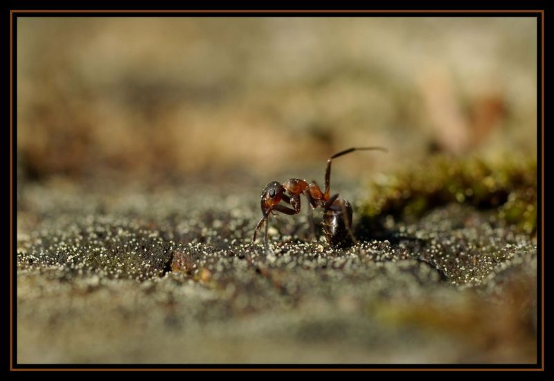 nur zum schuften gut genug... schleich mich vom acker!!!