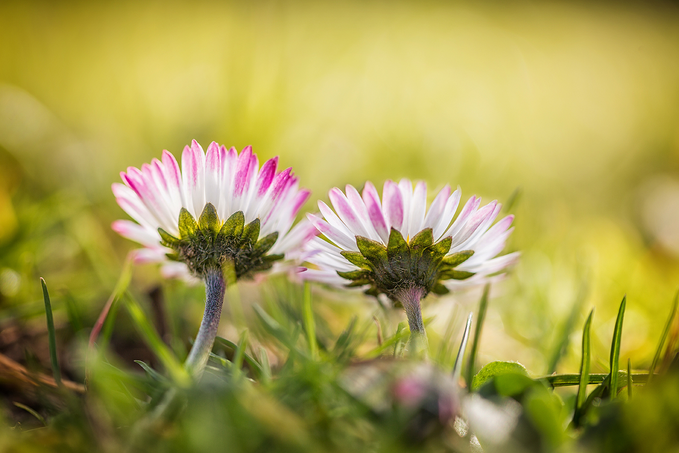 Nur zwei kleine Gänseblümchen!