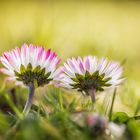 Nur zwei kleine Gänseblümchen!