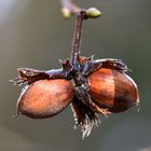 Nur zwei, und nicht für Aschenbrödel