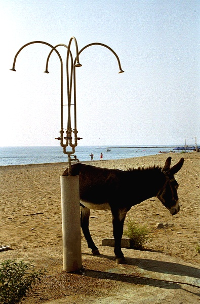 Nur zweibeinige Esel duschen nicht, bevor sie ins Wasser gehen...