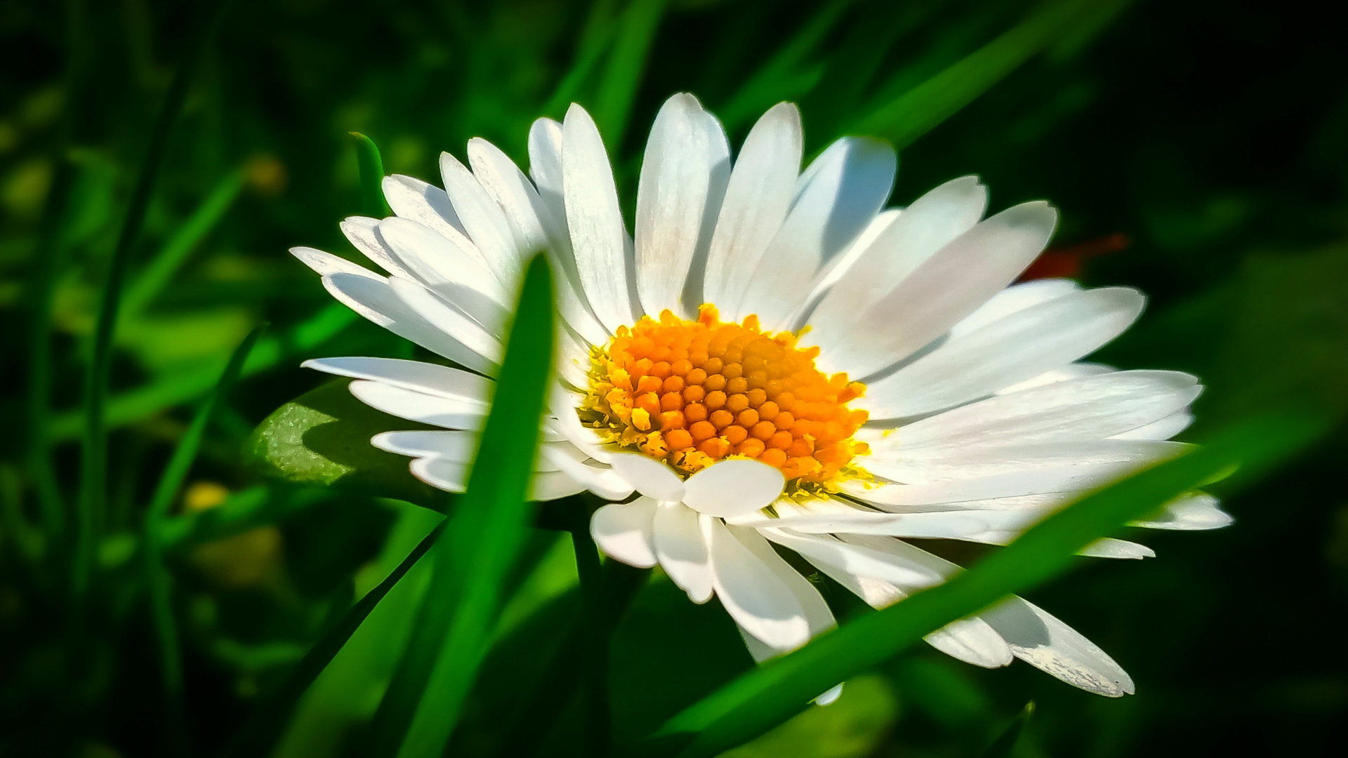 nur.ein.gänseblümchen