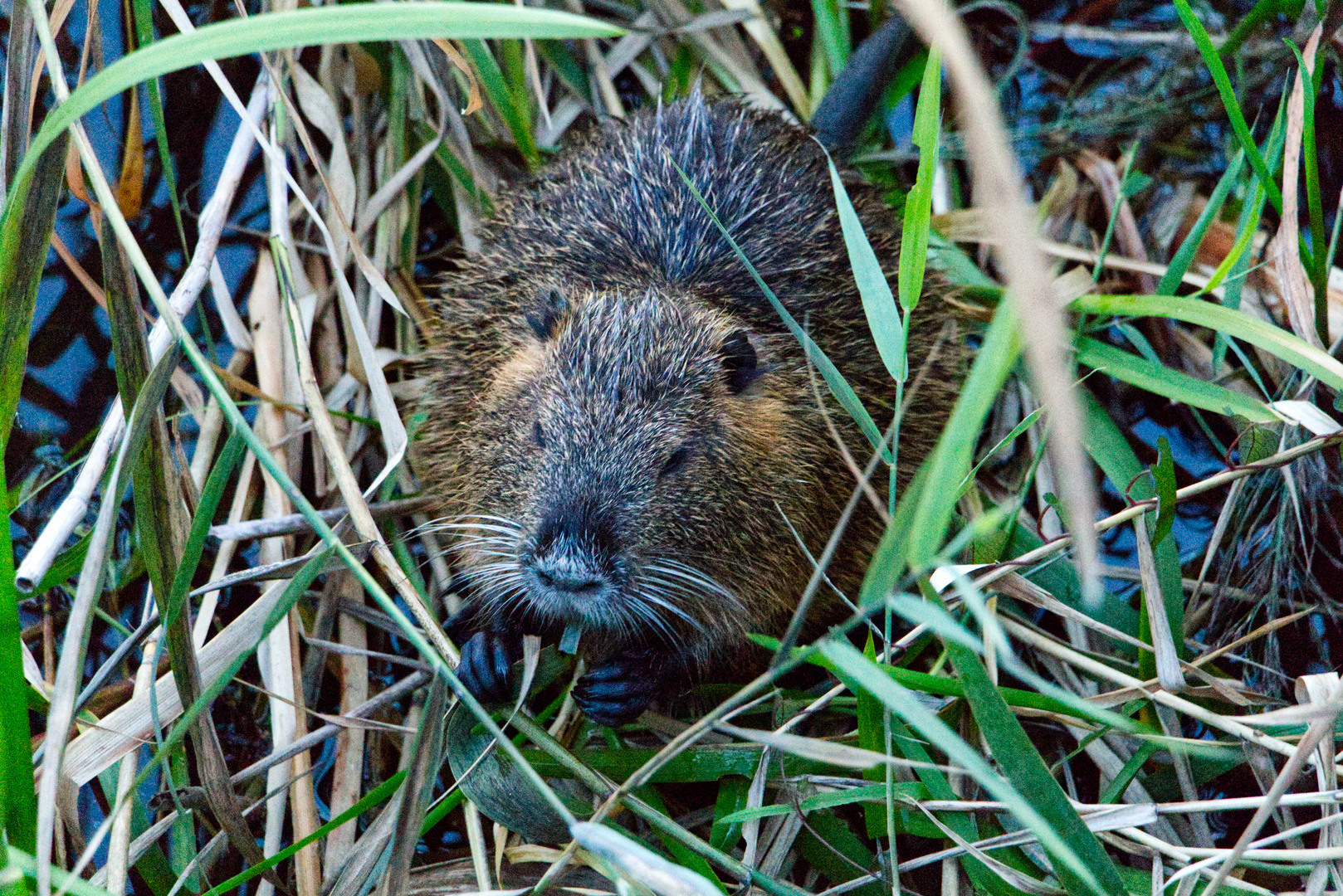 Nuria am Steinhuder Meer Foto & Bild tiere, canon, sonnenuntergang