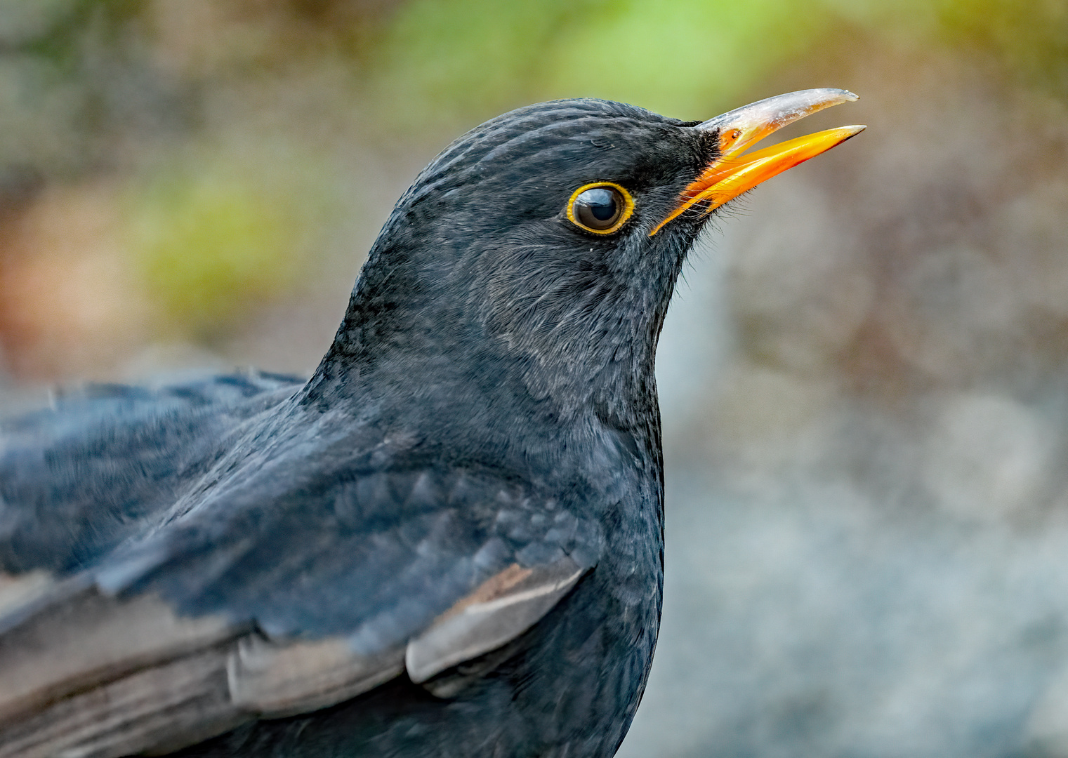 Nur'n Amsel Bube