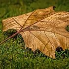 "Nur'n Blatt" - geht das auch?