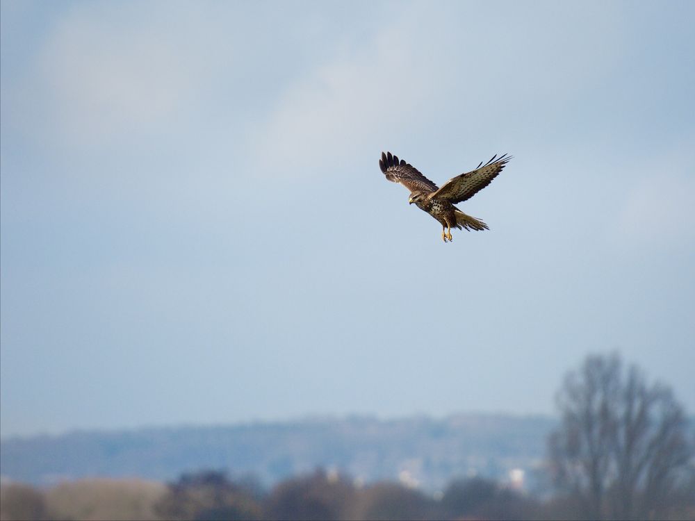 nur´n Bussard