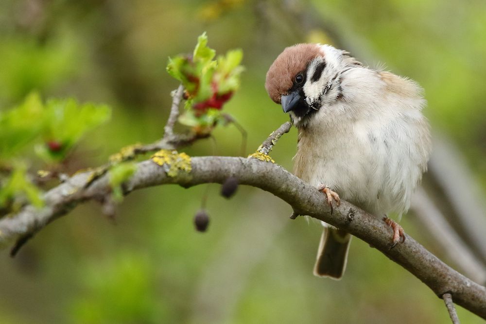 "Nur'n Spatz vom Felde"