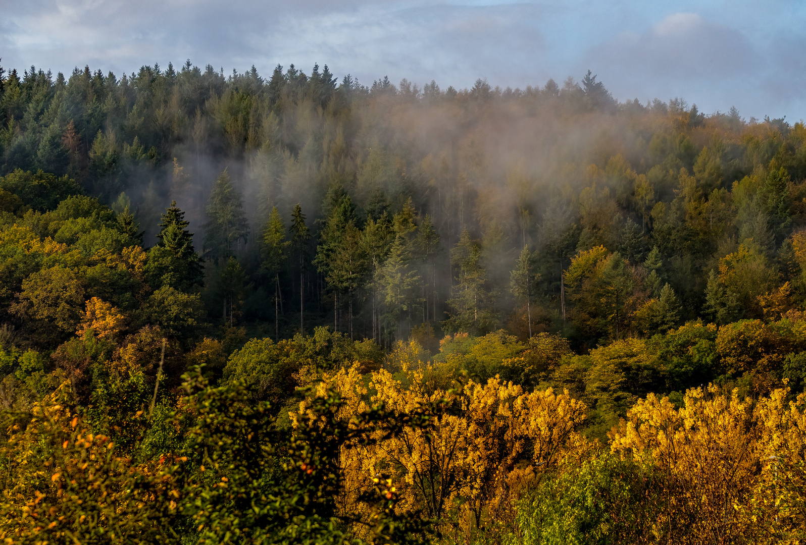 Nur'n Wald