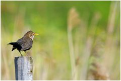 Nur´ne Amsel...