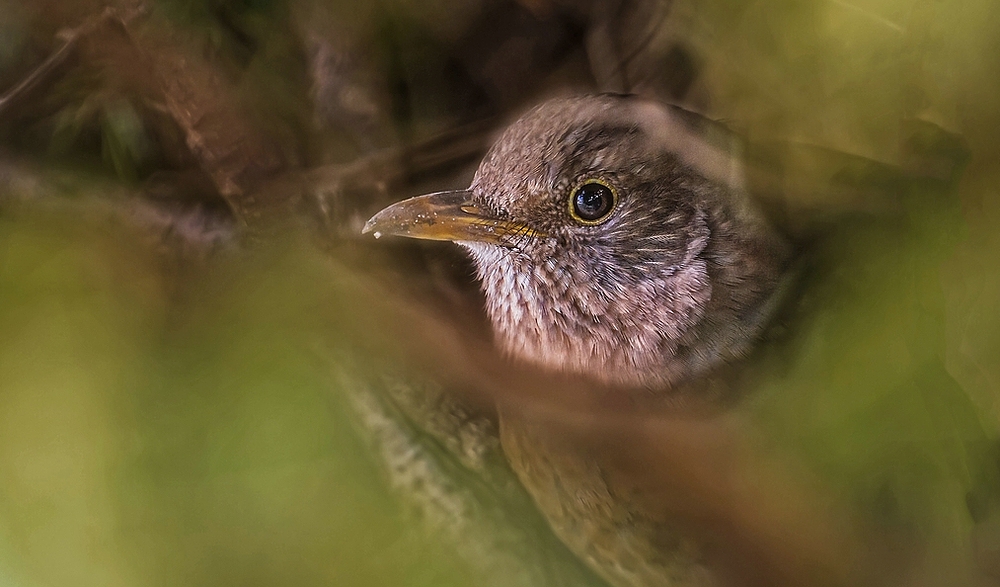 Nur'ne Amsel