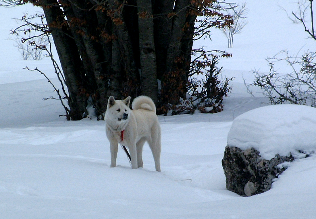 Nurra Akita Inu