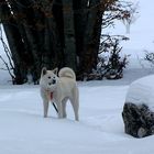 Nurra Akita Inu