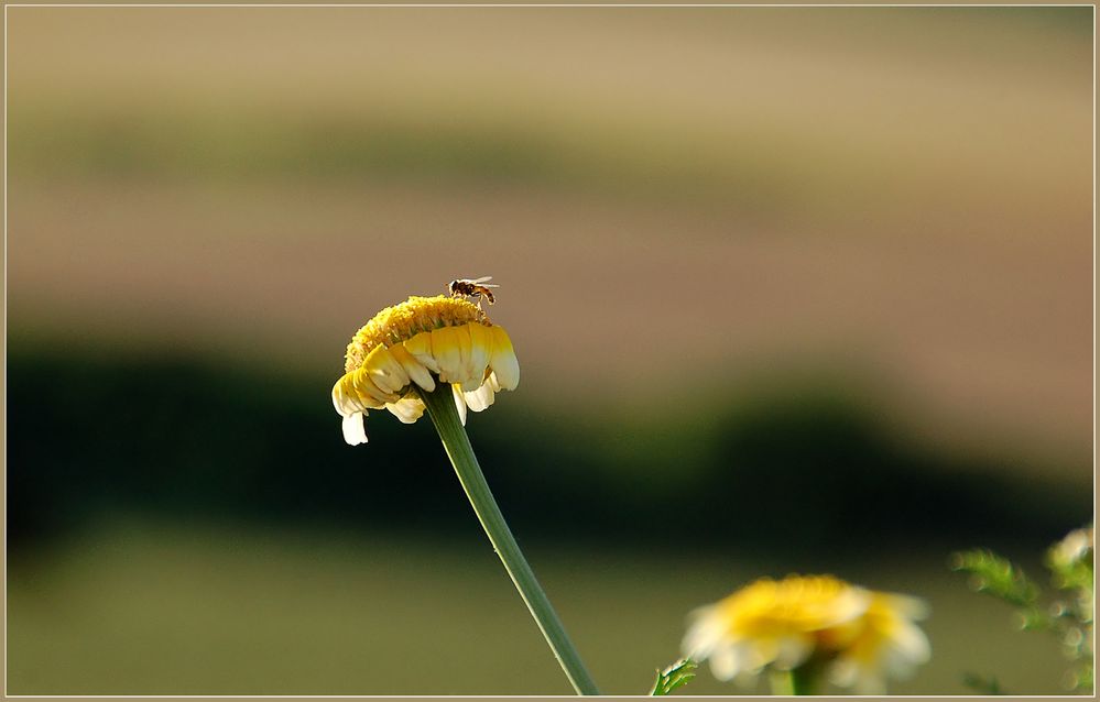 Nursch-Blümchen... *6*